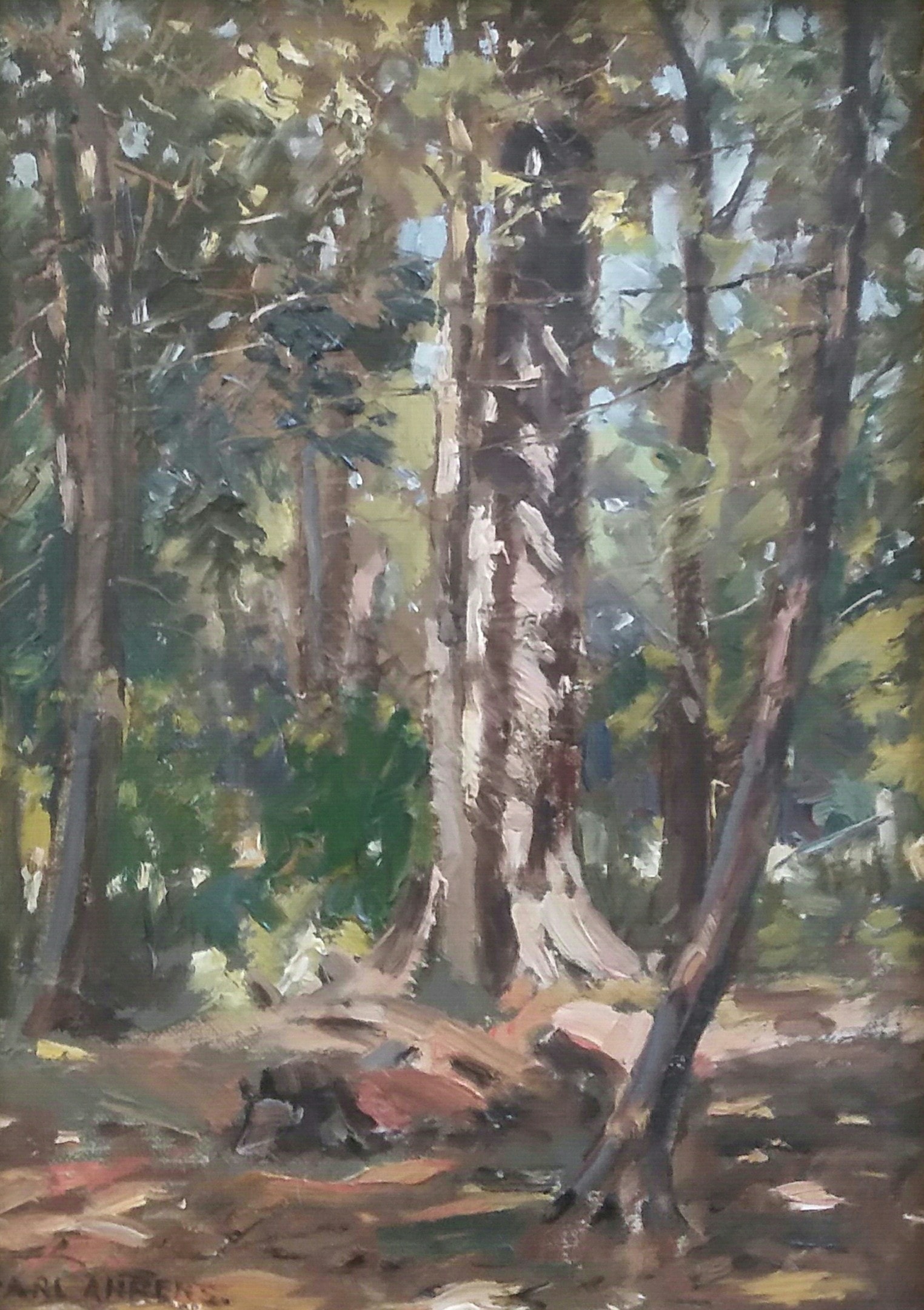 Sunlit Woodland Interior before restoration
